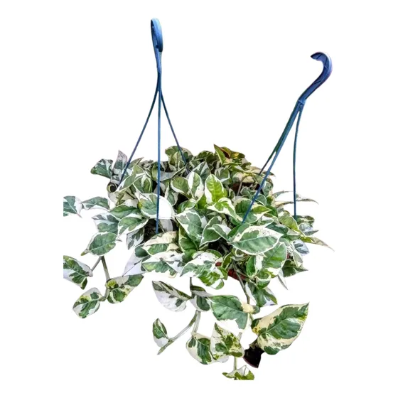 Pothus Eio - Potus - Epipremnum - Planta Interior Bol 18