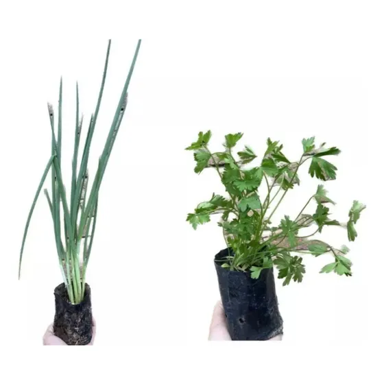Kit Cheiro Verde | 1 Muda De Cebolinha  1 Muda De Salsinha