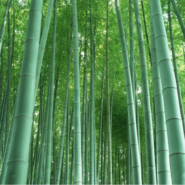 300 Sementes Bambu Gigante Áspero (dendrocalamus Aesper)