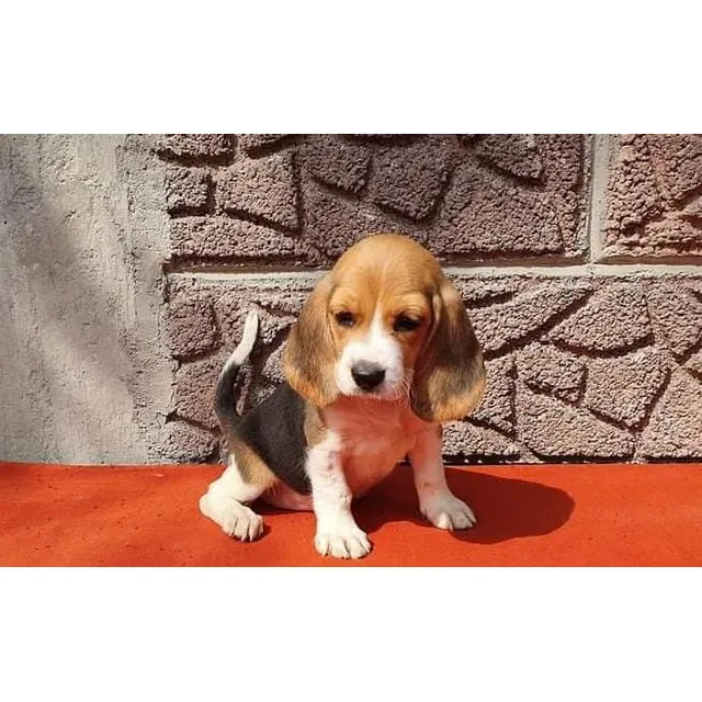 Beagle Tricolor Macho, Pelaje Corto