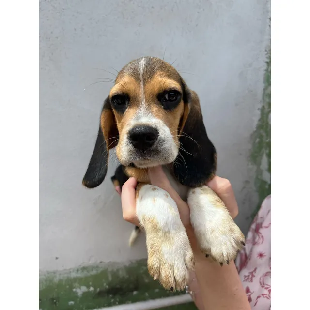 Machito Beagle Tricolor