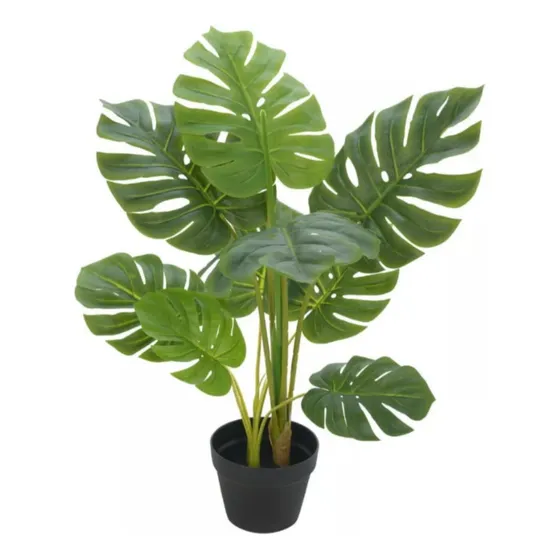 Kit 2 Mudas De Monstera ( Ou Costela De Adão)