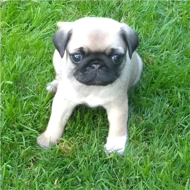 Pug Carlino Pequeño Excelente Genetica Hembra Disponible
