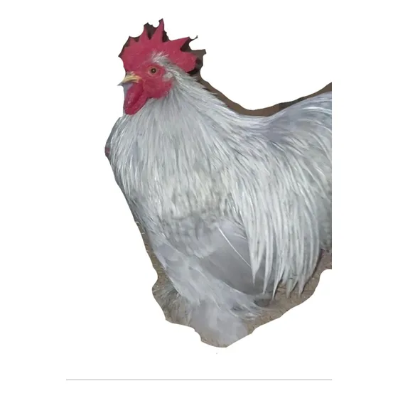 Ovos Galados De Mini Cochim 15 Unidade