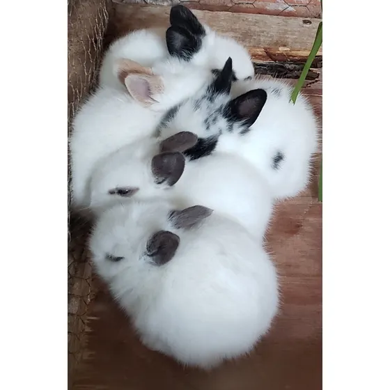 Mini Coelhos 