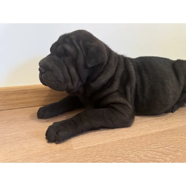 Nacieron Los Cachorros Se Entregan 22/6 Con Vacunas.