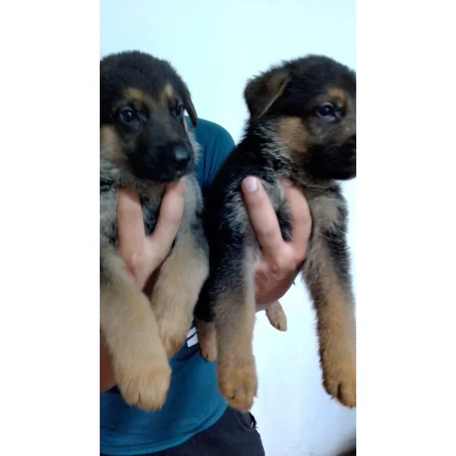 Pastores Alemanes Excelentes Cachorritos