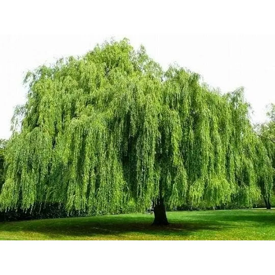 Muda Salgueiro-chorão - Salix Babylonica - Ornamental