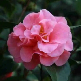 10 Semillas De Camelia Scentsatios+ Instructivo 10 Semillas De Camelia Scentsatios+ Instructivo