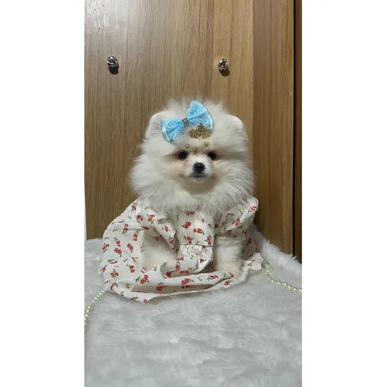 Spitz Alemao Fêmea Anao Ursinho