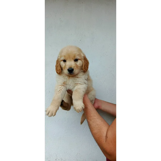Cachorros Golden Retriever Dorados Y Beige Beige