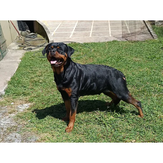 Rottweiler Cachorros De Pelaje Negro Y Fuego