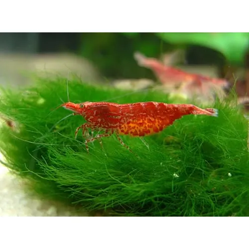 Gambas Cherry Para Acuarios 