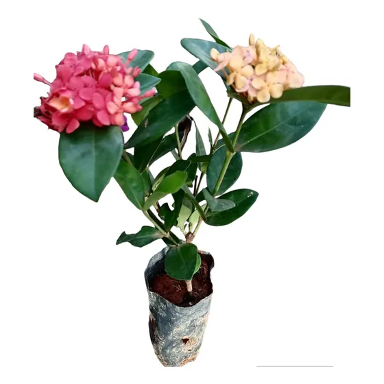Plantínes Hortensia Japonesa Ixoria
