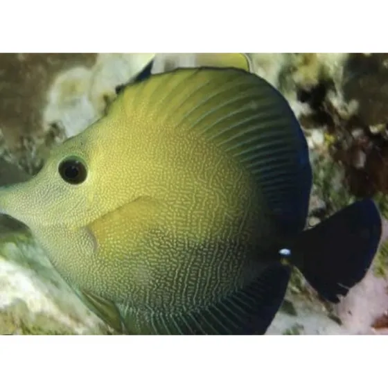 Peixe Tang Brown Scopas