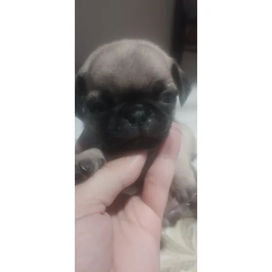 Pug Merle ( Exóticos) 2 Meses