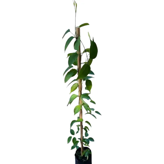 Planta Enredadera Duquesa De Orleans !!