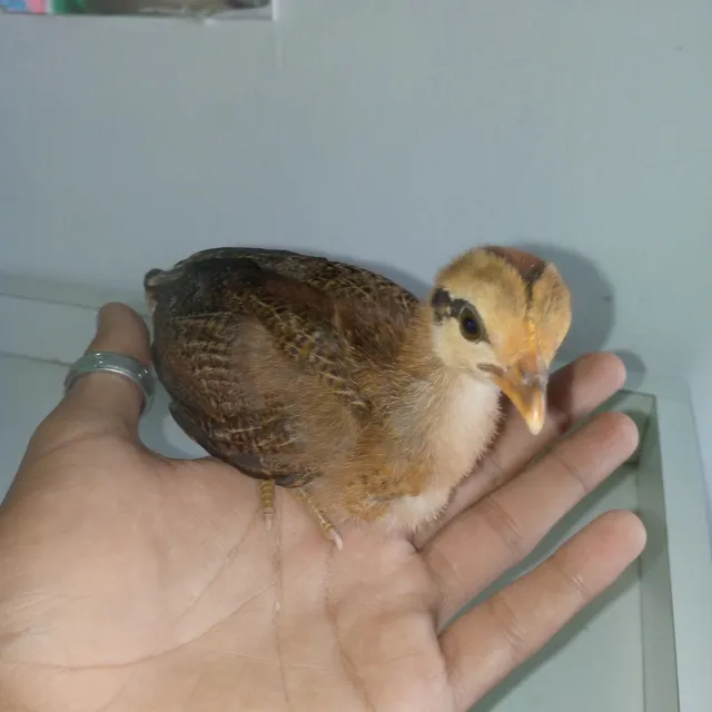 Crias De Gallo Enrazado Con Gallina Fina