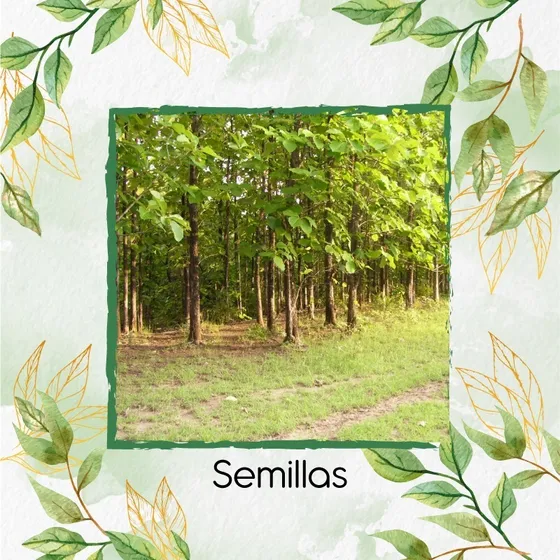 20 Semillas De Árbol Teca Escarif Rodal