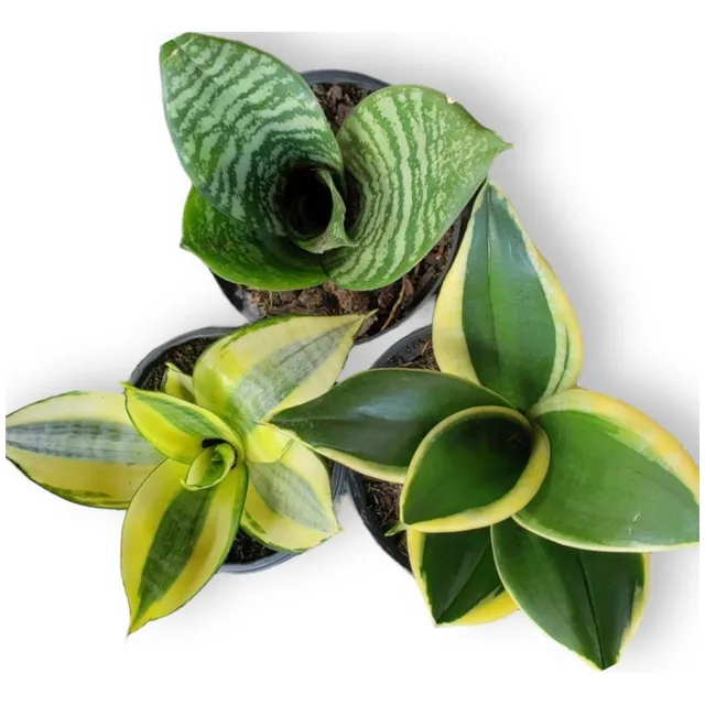 3 Mudas Mini Espada De São Jorge / Santa Barbara Sansevieria