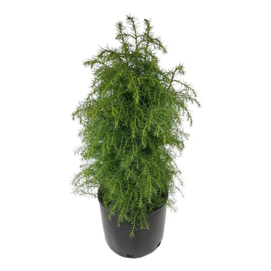 Cryptomeria Japónica ( Cedro Del Japón )