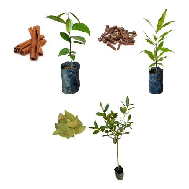 Kit Com 3 Mudas - Canela + Louro + Cravo Da Índia