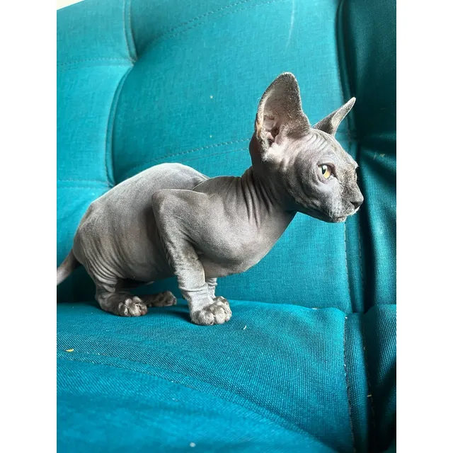 Hermoso Gatos Esfinge Mascotas Colombia Medellín Bogotá Cali
