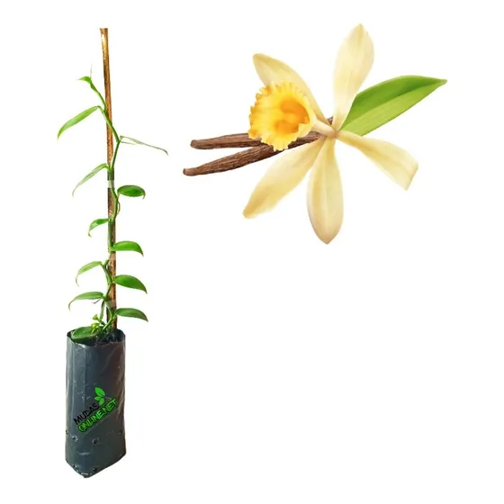 Orquidea Baunilha Vanilla Planifolia 01 Muda
