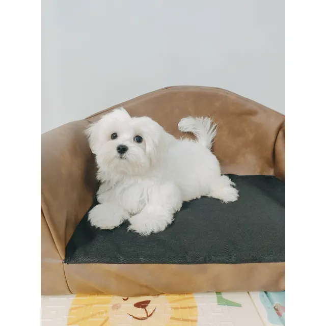 Lindos Cachorros Bichón Maltes Machos Con Vacunas