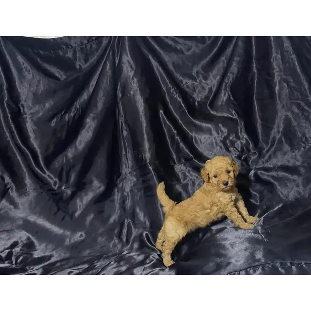 Poodle Toy