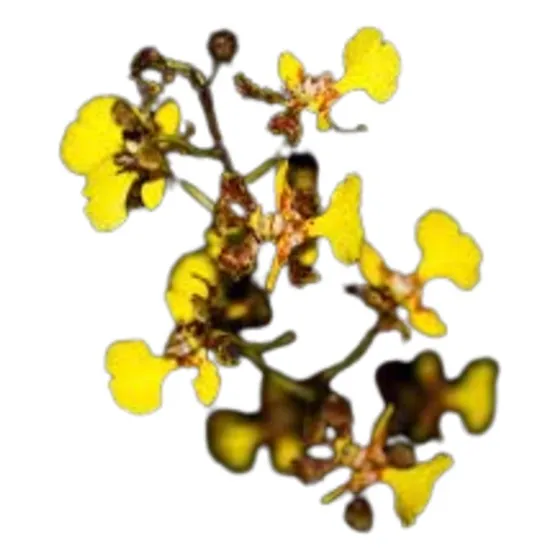 Orquídea Oncidium Ceboleta