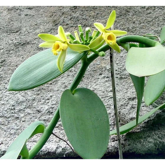 300 Sementes De Orquidea  Baunilha {vanilla Planifolia}