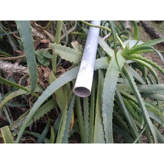Caño Galvanizado Redondo  1.5 Por 6 Metros 