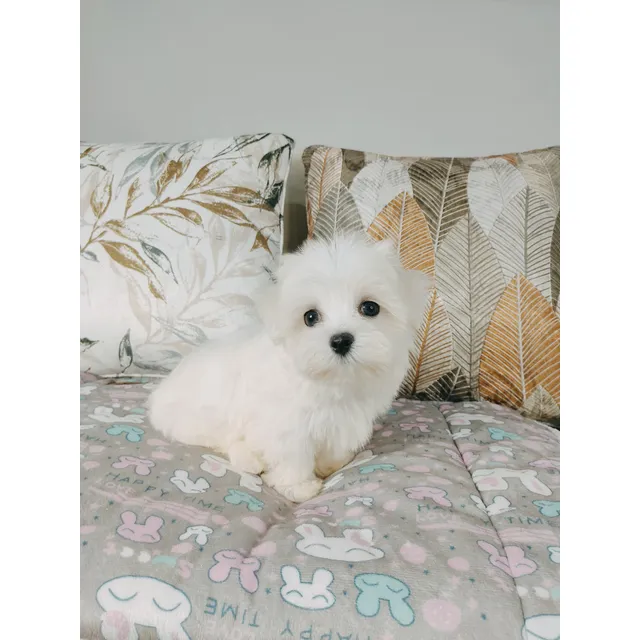 Cachorros Bichon Maltes Raza Pequeña - No Botan Pelo