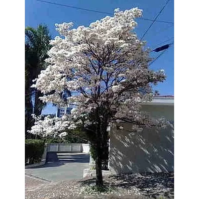 Ipê Branco E Ipê Roxo 7 Folhas Sementes P/ Mudas E Bonsai