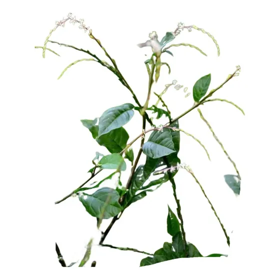 Planta De Anamú Zorrillo Petiveria Alliacea