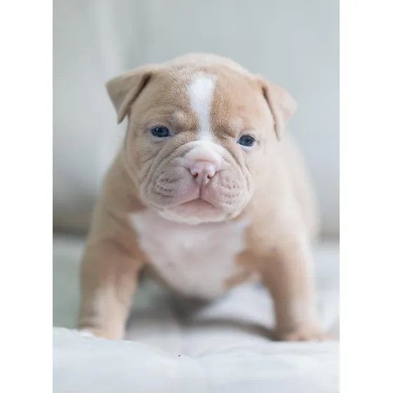 American Bully Fêmea Com Pedigree - 45 Dias