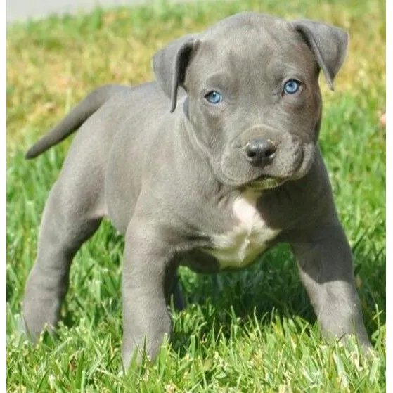 Cachorros Pitbull Americano Vacunados Y Desparacitados
