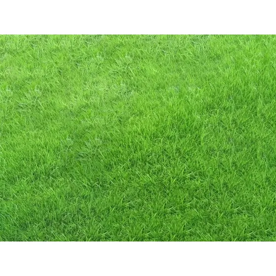 Semillas Césped Rye Grass Anual 5kg Rápida Implantación