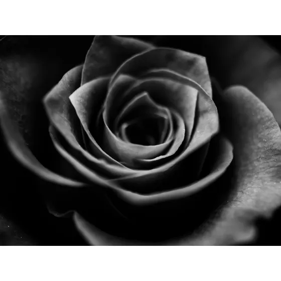 Mega Oferta!!  100 Semillas De Rosas Negras