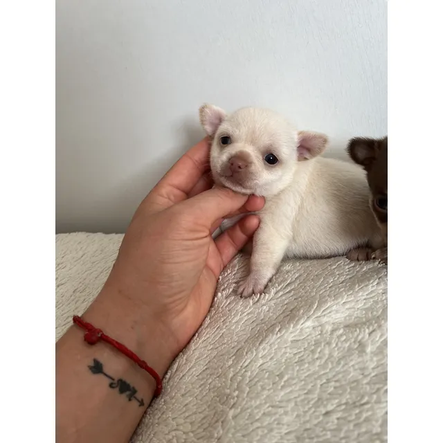 Cachorras Chihuahuas De Bolsillo Hembras