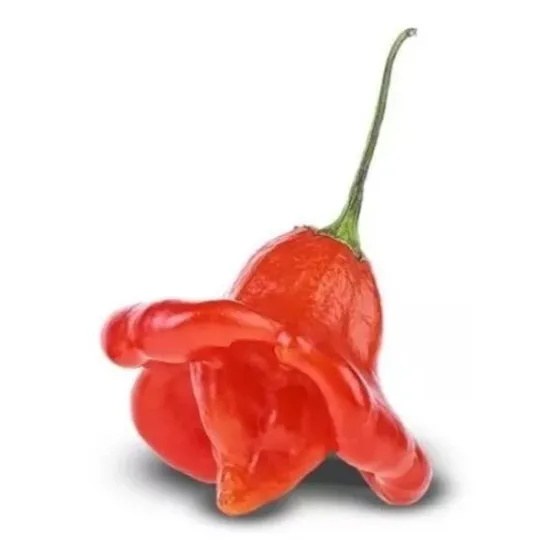 Semillas De Ají Campana Tipo Flor Copihue