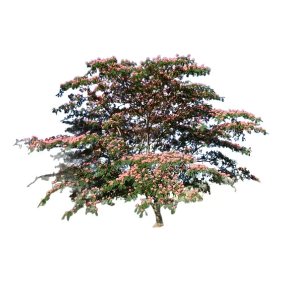 Arbol Albizzia Julibrissin Acacia De Constantinopla 20lts