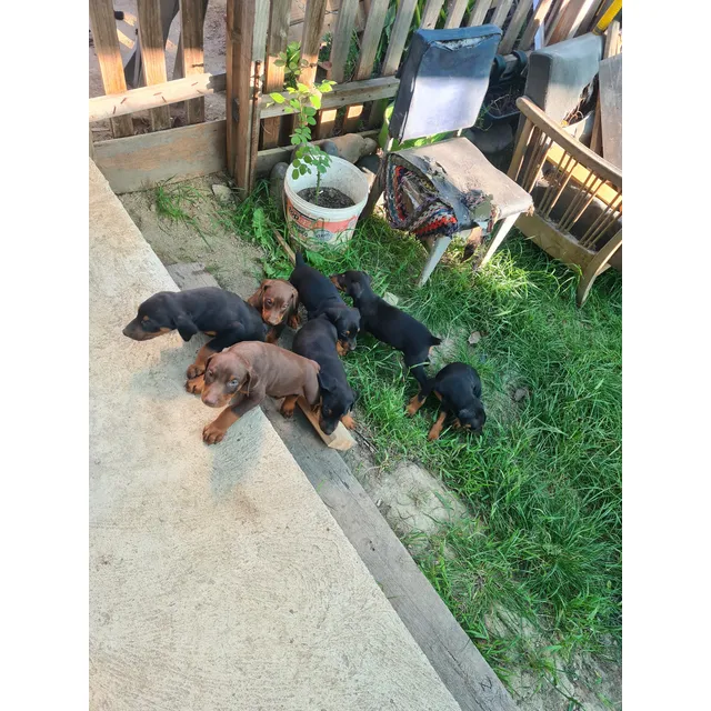 Cachorros Doberman Se Regalan