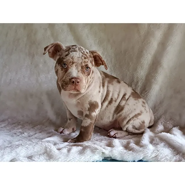 Cachorra American Bully Choco Merle