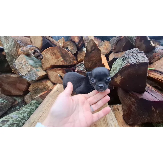 Chihuahua Hembra Mini Cabeza De Manzana Azul