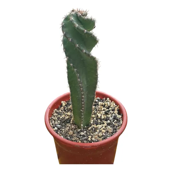 Cactus Cereus Spiralis (cactus Espiral O Tornillo)