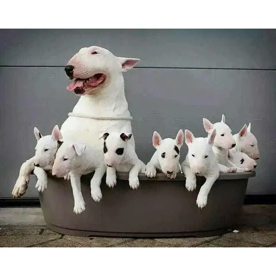 A Pronta Entrega Filhotes De Bull Terrier Pedigree E Vacinad