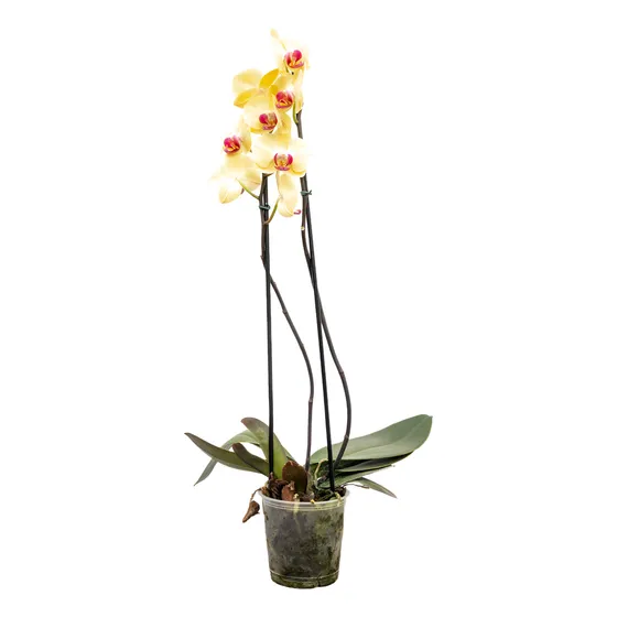 Orquídea Phalaenopsis - Elegancia Y Fragancia