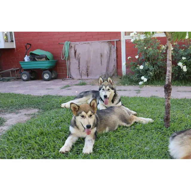 ¡alaskan Malamute!.. Cachorraa